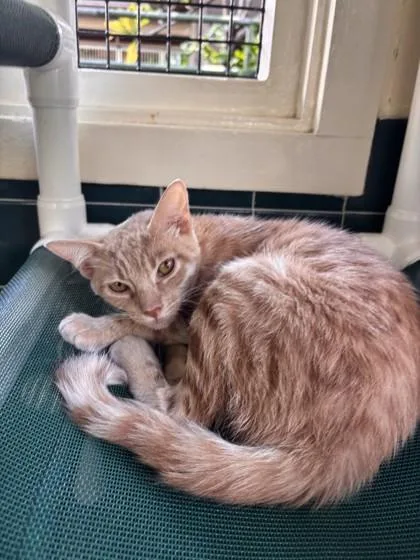 A baby small-sized female Domestic Short Hair cat named Cutie for adoption in Honolulu, HI