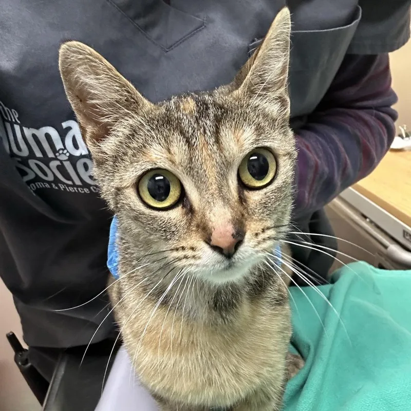 Nala
