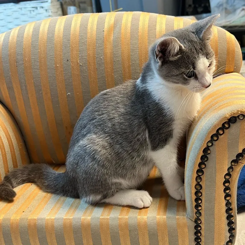A baby small-sized female Gray / Blue / Silver Domestic Short Hair cat named Gecko for adoption in Granville, OH