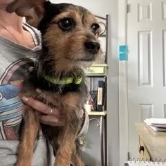 Charlie Brown thumbnail 2