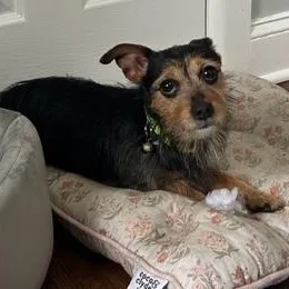 Charlie Brown thumbnail 4