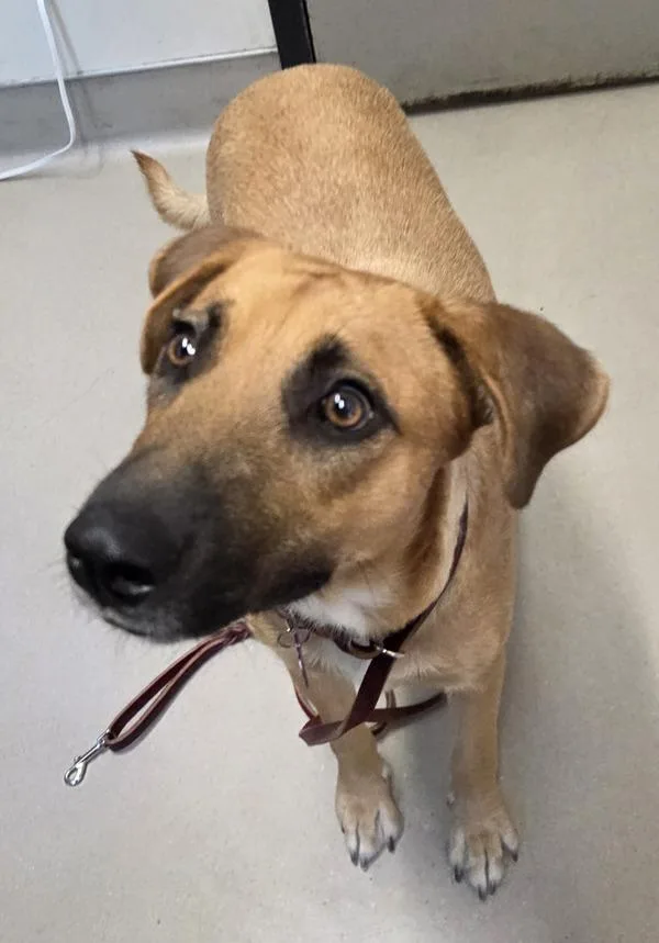 An adult medium-sized female Shepherd dog named Sweet Pea for adoption in El Cajon, CA