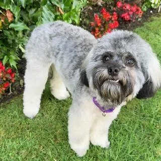 A young small-sized female Lhasa Apso dog named Charli Girl for adoption in Santa Monica, CA