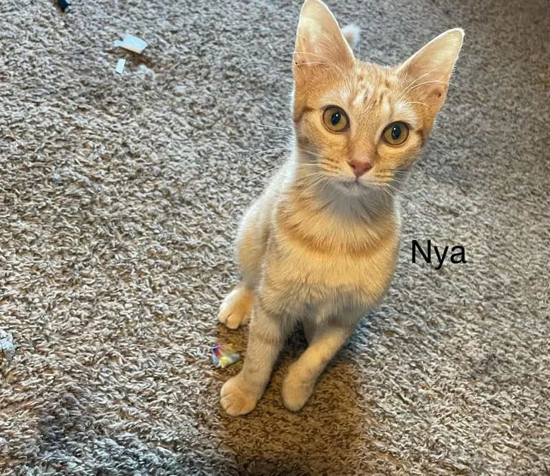 A young small-sized female Orange / Red Domestic Short Hair cat named Nya for adoption in Broken Arrow, OK