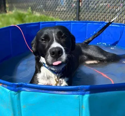 An adult large-sized female Labrador Retriever dog named Dominique for adoption in Madison, NJ
