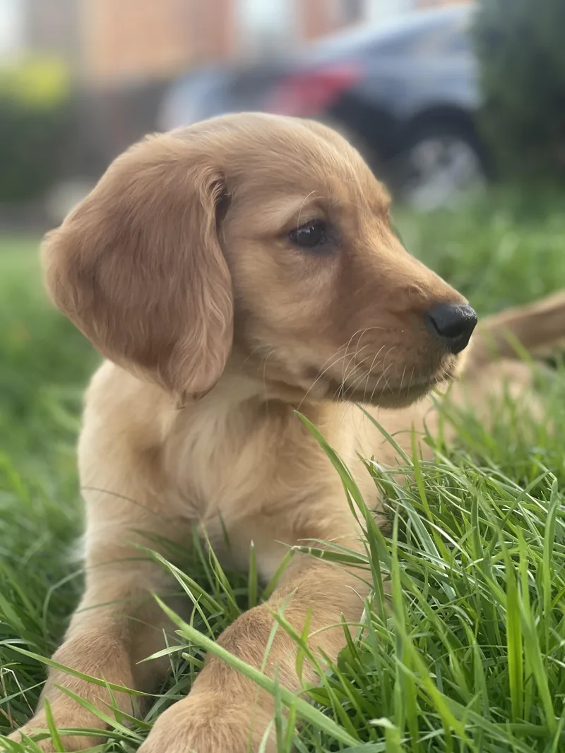 A baby large-sized female Golden Retriever dog named Goldie for adoption in Northlake, IL