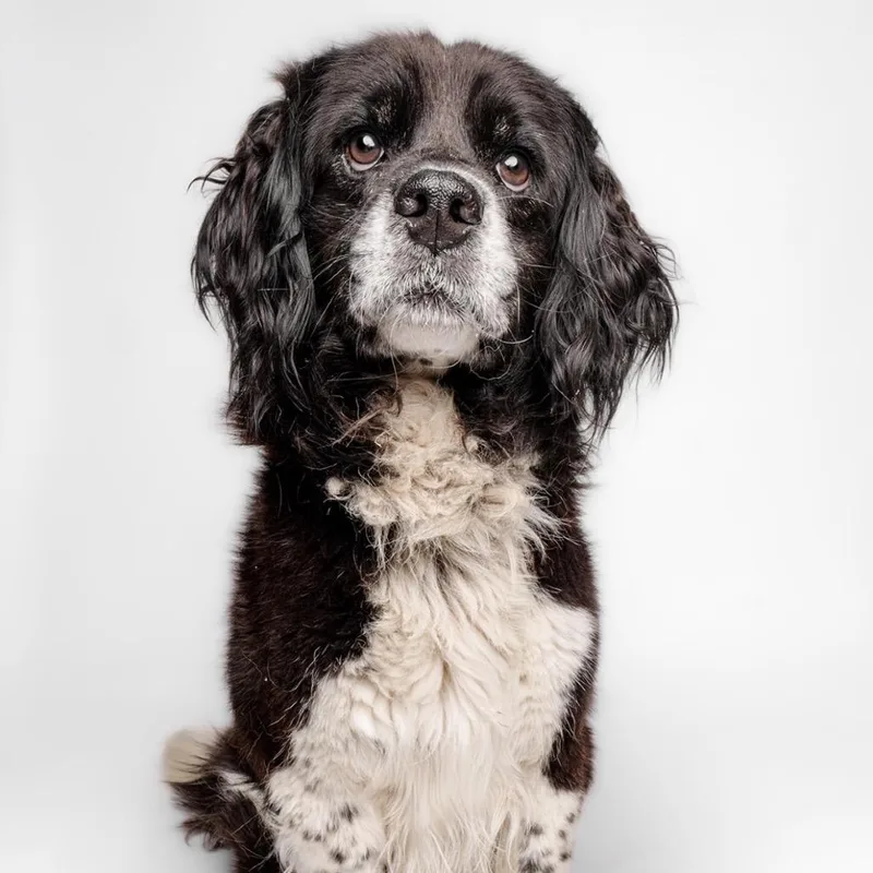 An adult medium-sized male Black Spaniel dog named Gideon for adoption in Sonoma, CA
