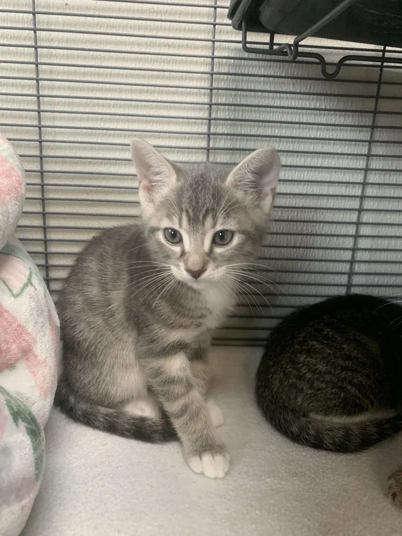 A baby medium-sized male Gray & White Domestic Short Hair cat named Oyster for adoption in Sanford, FL