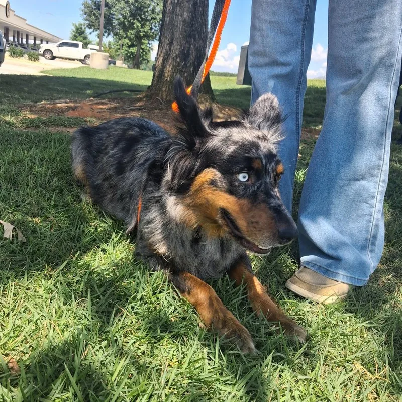 An adult medium-sized female Brown / Chocolate Australian Shepherd dog named Cheyenne for adoption in Freeport, FL