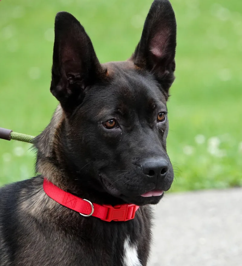 A young medium-sized male Black Shepherd dog named Flounder for adoption in Millfield, OH