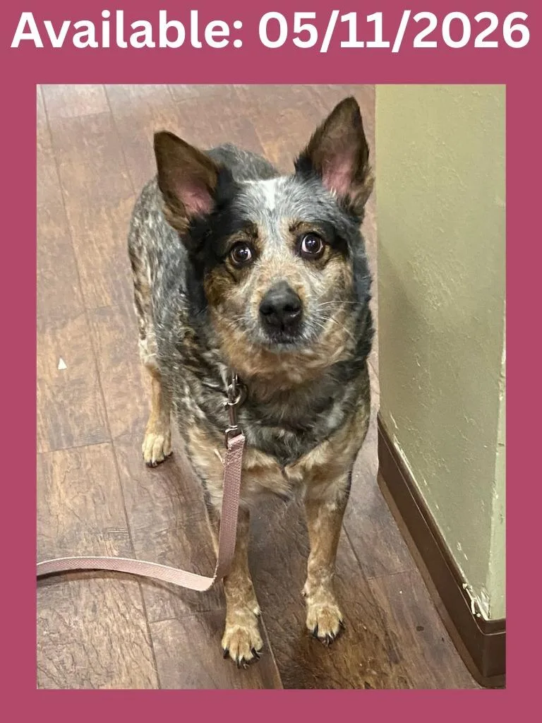 A senior large-sized female Australian Cattle Dog / Blue Heeler dog named Dog Kennel  Gracie for adoption in Greenville, TX