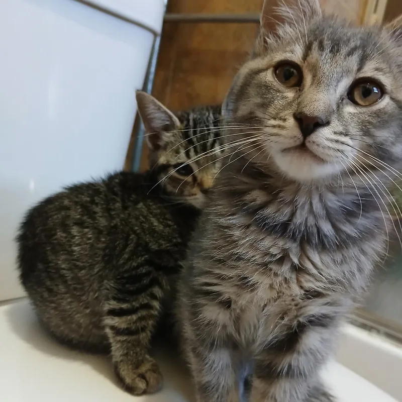 A young medium-sized male Tabby (Gray / Blue / Silver) Domestic Short Hair cat named Dean And Dallas for adoption in West Orange, NJ
