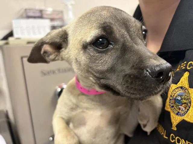 A young small-sized female Pit Bull Terrier dog named A for adoption in Visalia, CA