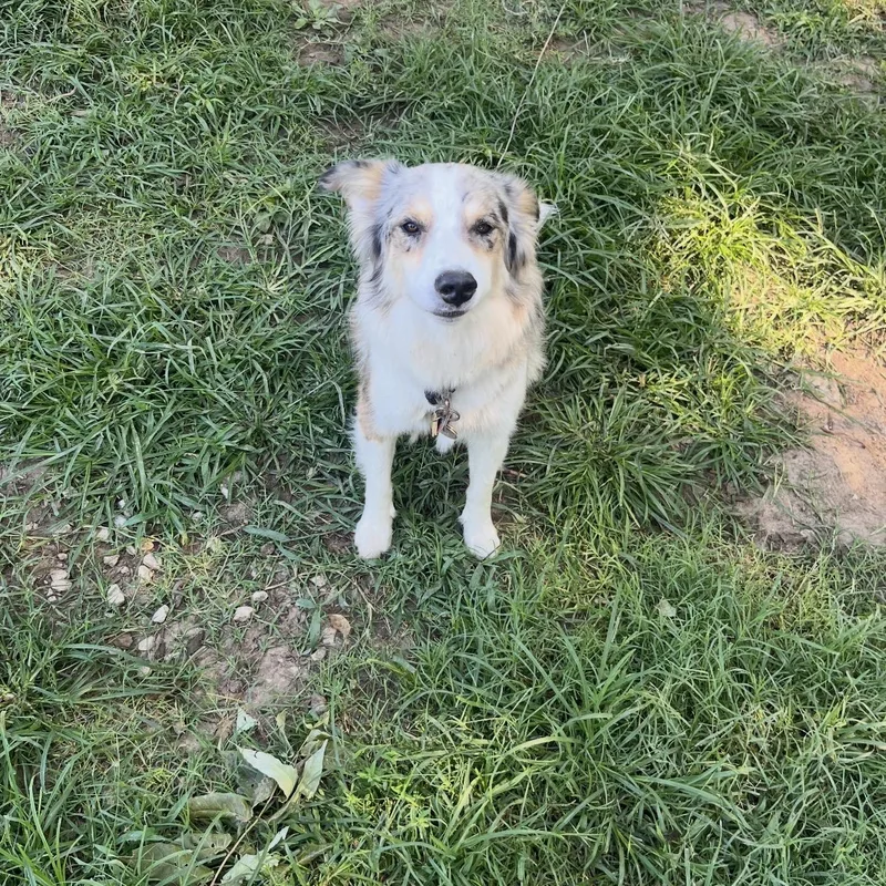 A young medium-sized female Merle (Blue) Australian Shepherd dog named Cleo Courtesy Listing for adoption in Louisburg, KS