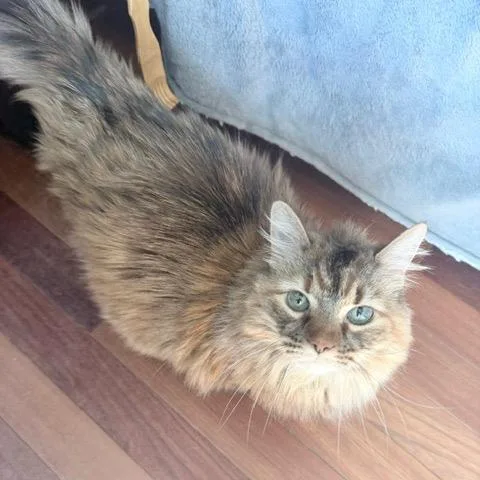 A senior small-sized female Gray / Blue / Silver Domestic Long Hair cat named Hazel Hoover for adoption in Merrifield, VA