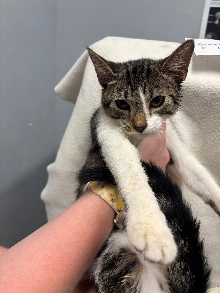 A baby medium-sized female Domestic Short Hair cat named Sissy for adoption in Bloomington, IN