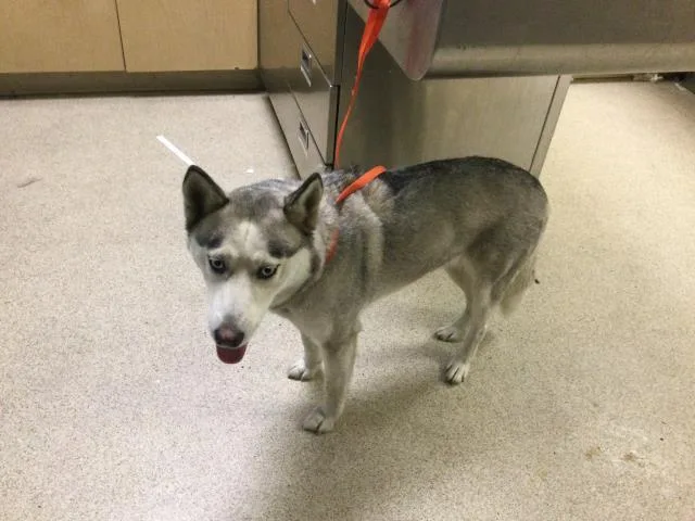 An adult medium-sized female Siberian Husky dog named Everest for adoption in Riverside, CA