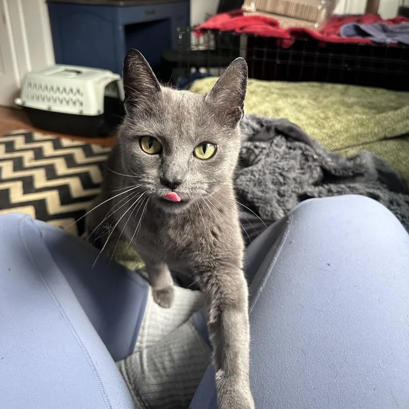 An adult medium-sized female Gray / Blue / Silver Domestic Short Hair cat named Sour Patch Kid for adoption in Gibsonia, PA