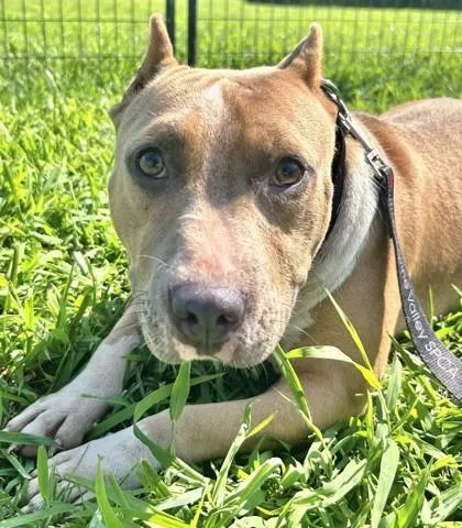 An adult large-sized female Mixed Breed dog named Blossom fka Dog for adoption in West Chester, PA