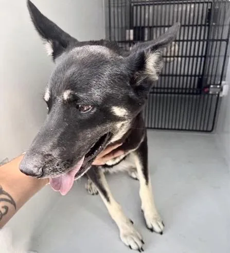 An adult large-sized female German Shepherd Dog dog named A for adoption in Houston, TX