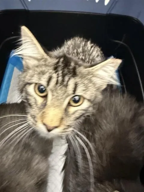 A baby small-sized male Domestic Medium Hair cat named Fuji for adoption in Sacramento, CA