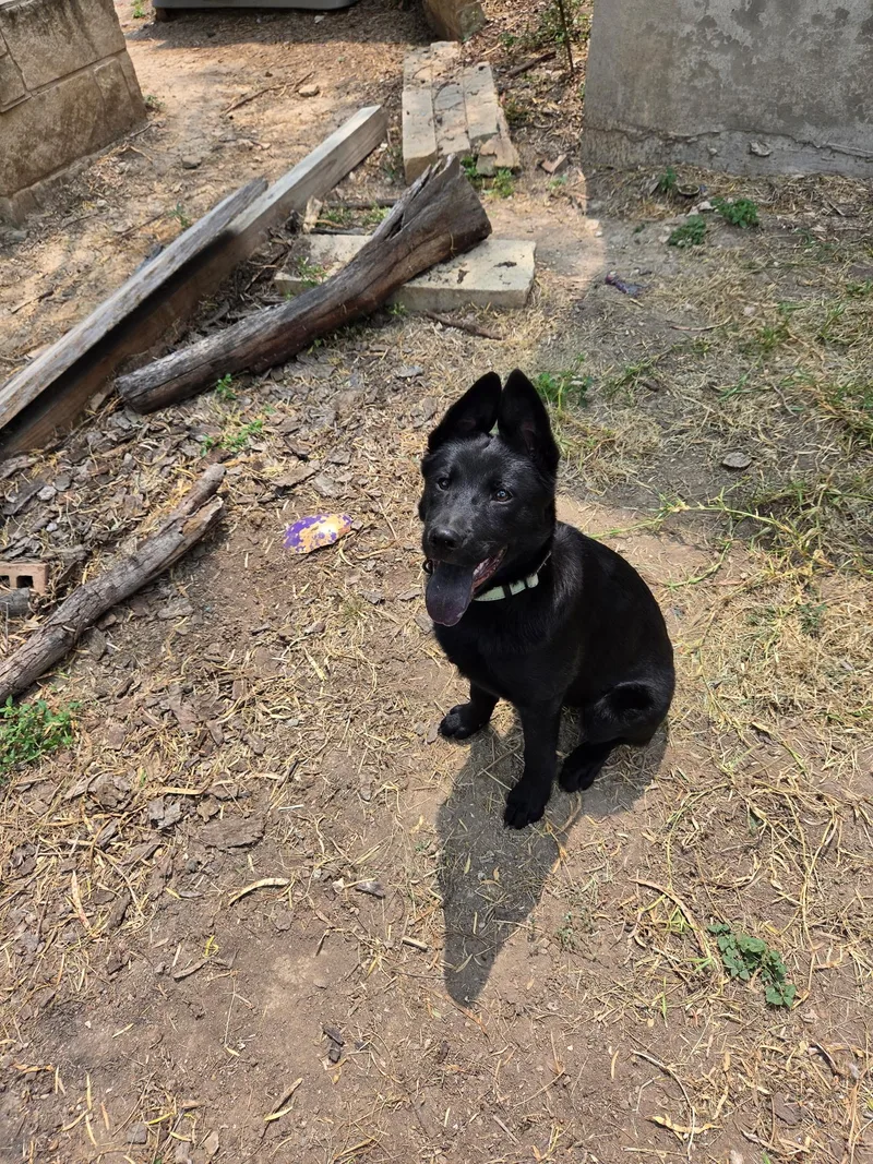 A baby medium-sized male Shepherd dog named John for adoption in San Antonio, TX