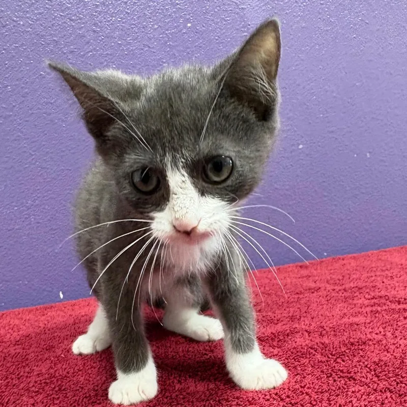 A baby small-sized female Gray / Blue / Silver Domestic Short Hair cat named Marz for adoption in Englewood, FL
