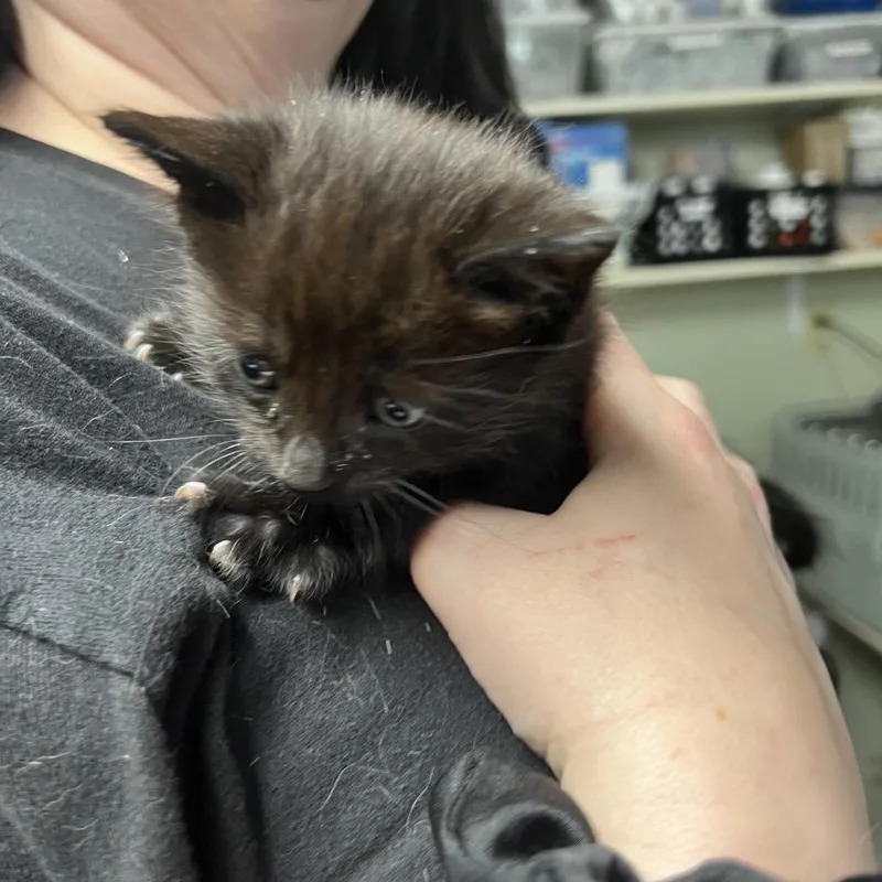 A baby small-sized female Black Domestic Short Hair cat named Licorice for adoption in Mount Juliet, TN