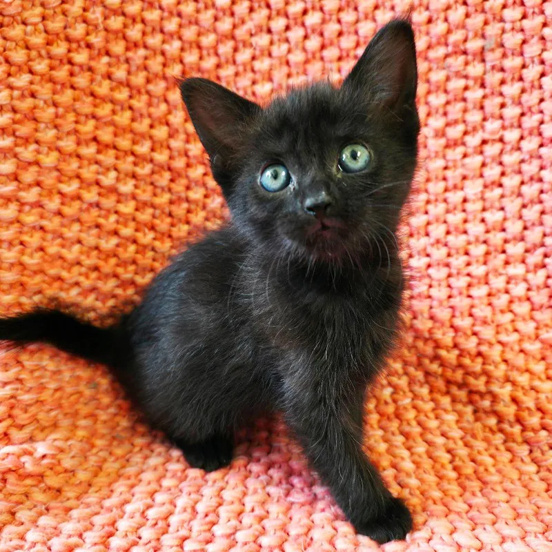 Licorice thumbnail 3