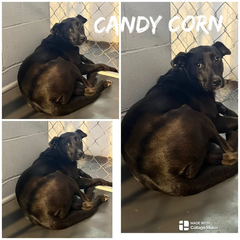 An adult medium-sized female Black Labrador Retriever dog named Candy Corn for adoption in Saint James, MO