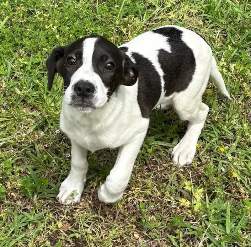 A baby medium-sized male Black Beagle dog named Dock for adoption in Watertown, CT