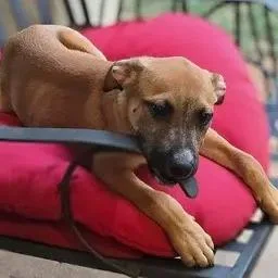 A baby small-sized male Labrador Retriever dog named Newcastle for adoption in Winder, GA