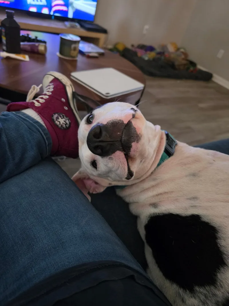 An adult medium-sized male White / Cream American Staffordshire Terrier dog named Brick for adoption in Houston, TX