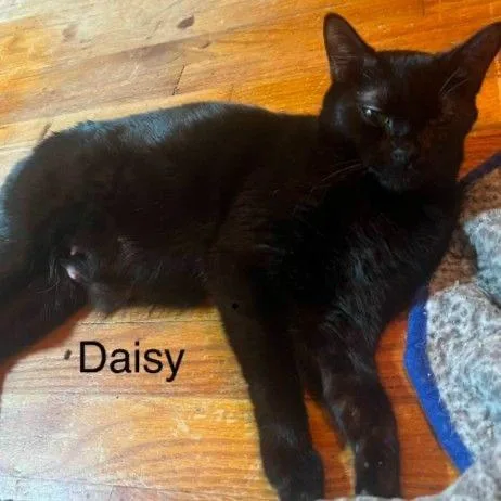 A young medium-sized female Black Domestic Short Hair cat named Daisy Meet me at for adoption in Buffalo, MN