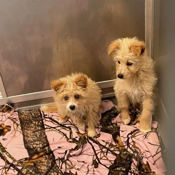 A baby small-sized female Miniature Poodle dog named Lucy for adoption in Des Moines, IA