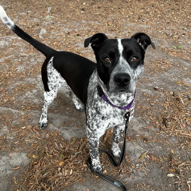 Koolaid Man thumbnail 3