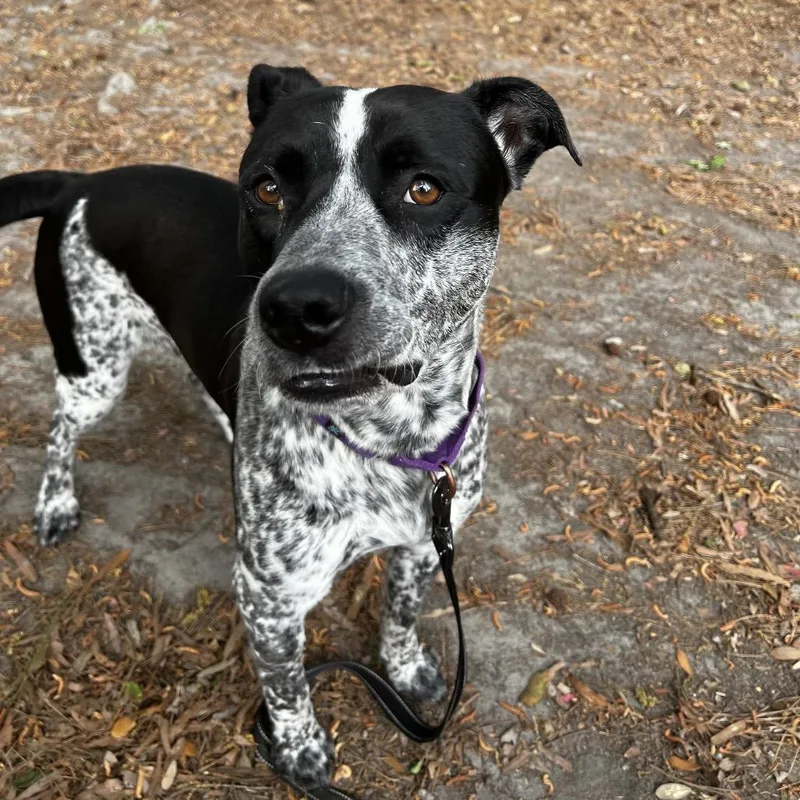 Koolaid Man thumbnail 4