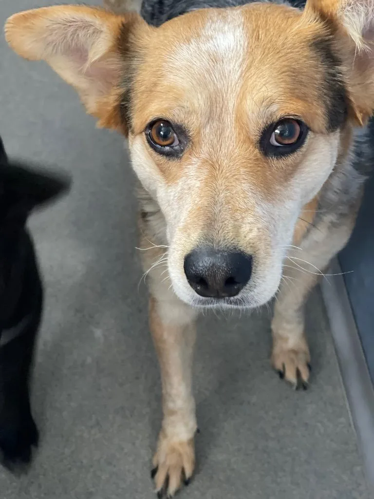 An adult medium-sized female Australian Cattle Dog / Blue Heeler dog named Stubbings for adoption in Fort Lupton, CO