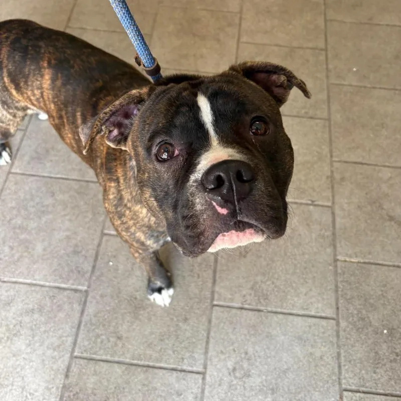 An adult medium-sized male Brindle Mixed Breed dog named Lex Luther  Stray for adoption in Huntington, WV
