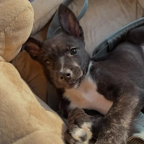 A baby small-sized female Black German Shepherd Dog dog named Mila for adoption in San Antonio, TX