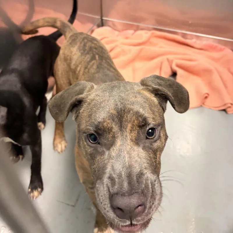 An adult medium-sized male Brown / Chocolate Mixed Breed dog named Ghost for adoption in Davenport, IA