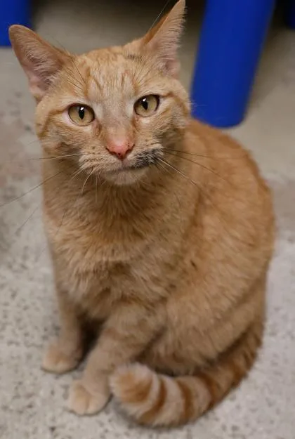 An adult medium-sized female Domestic Short Hair cat named Arizona for adoption in Baraboo, WI