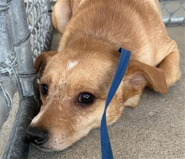 An adult small-sized male Chihuahua dog named Pickle for adoption in Bakersfield, CA