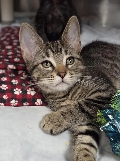 A baby small-sized female Domestic Short Hair cat named Chobani for adoption in Westland, MI