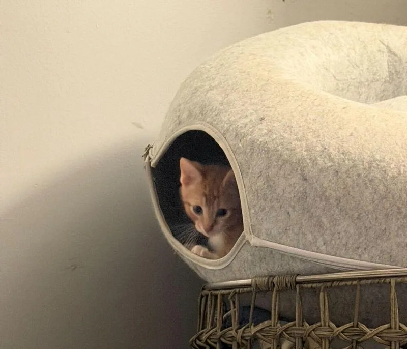 A baby medium-sized male Domestic Short Hair cat named Creme for adoption in Milltown, NJ