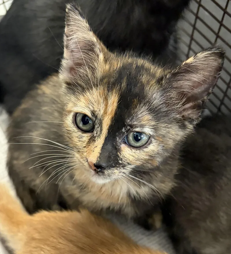 A baby small-sized female Domestic Short Hair cat named Autumn for adoption in Los Angeles, CA