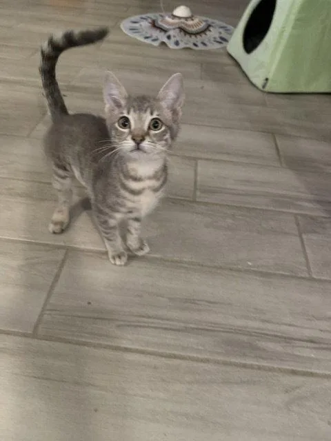 A baby medium-sized female Domestic Medium Hair cat named Penny for adoption in Glendale, AZ