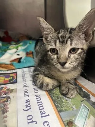 A baby small-sized male Domestic Short Hair cat named Tanky for adoption in Largo, FL