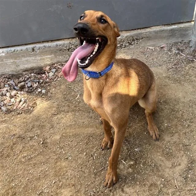 A young large-sized female Greyhound dog named Juliette for adoption in Ontario, CA