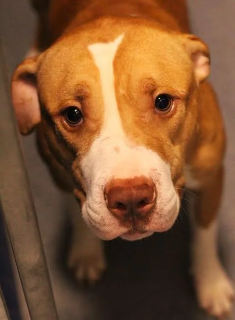 An adult medium-sized male Yellow / Tan / Blond / Fawn Pit Bull Terrier dog named Craig for adoption in Fredericksburg, VA